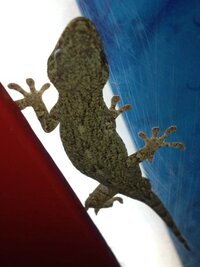 家の窓とかに居るヤモリはなんという名前のヤモリですか ま Yahoo 知恵袋