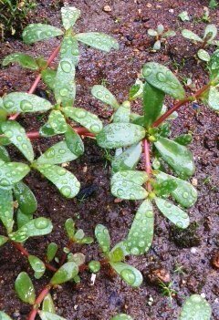 ここ数日で急に生えてきた植物です 細長い葉と赤い茎の植物の名前を教えて下さい Yahoo 知恵袋