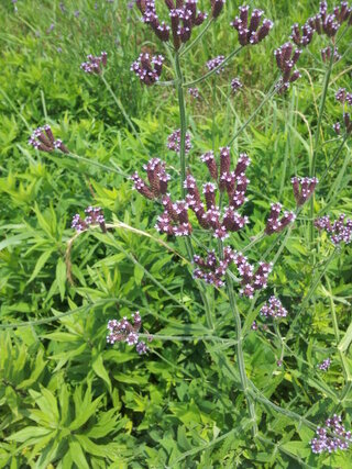 紫の野草紫の野草の名前について前 5月ごろ にも質問してサンジャクバーベナと教 Yahoo 知恵袋