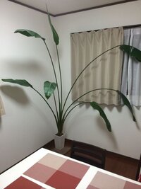 観葉植物について質問です 3 4年前に知人から観葉植物をもらっ Yahoo 知恵袋