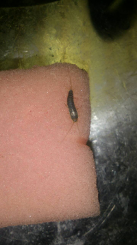 今朝 キッチンの流しにこんな虫がいました 初めて見たのでつい写真におさめました 教えて 住まいの先生 Yahoo 不動産