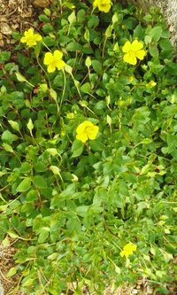 花壇に地面に這うように生えてる植物です 直径1cmもない黄色い花が咲いています Yahoo 知恵袋