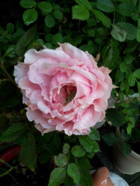 ミニバラの種類を教えてください たくさんの種類があるのでこれだろう Yahoo 知恵袋