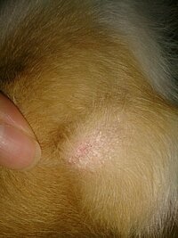 犬にオロナインは大丈夫なのですか 足を怪我した際にお医者さんに Yahoo 知恵袋