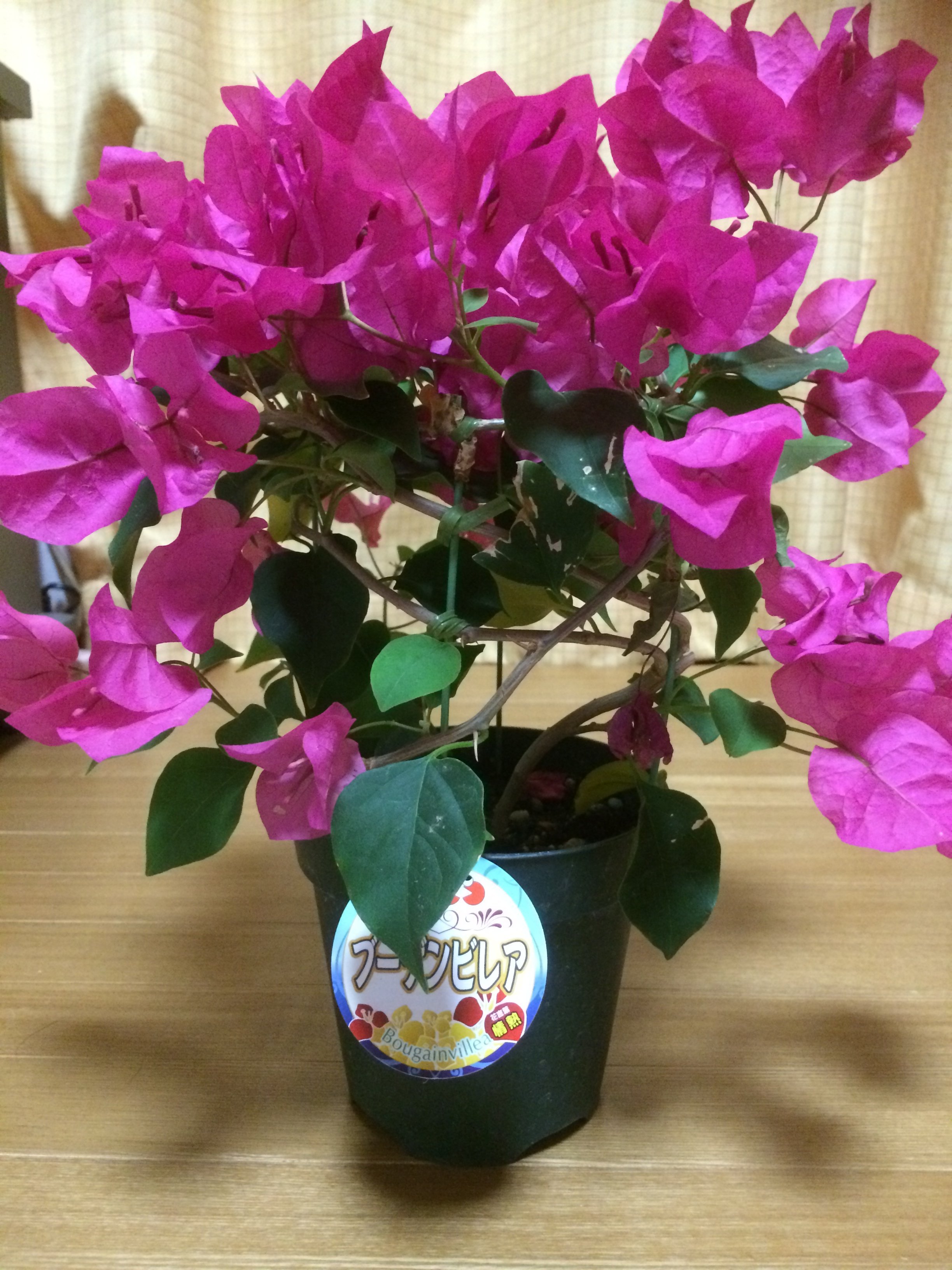 今日お花屋さんでブーゲンビリア(ブーゲンビレア)というお花に一目惚れ... - Yahoo!知恵袋