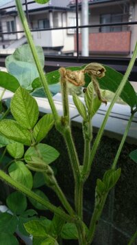 枝豆の先が枯れる原因は プランターで枝豆を育てています 6月中旬に種をま Yahoo 知恵袋