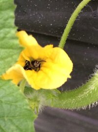 スイカの雄花と雌花の見分け方を教えてください Http Be Yahoo 知恵袋