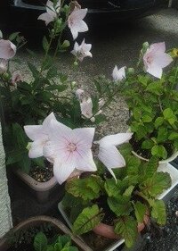 ピンク色の星形の花の名前をおしえて下さい 背丈は15cm前後です Yahoo 知恵袋