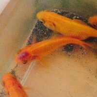 飼っている金魚に 赤いこぶが できてしまいました これは 病 Yahoo 知恵袋