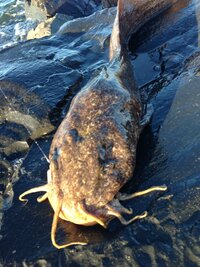 ナマズ 魚の種類を教えて下さい 下記の写真はシドニーの海岸で釣れた海水魚です Yahoo 知恵袋