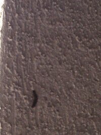 家の外壁に急に大量発生した この虫なんでしょうか 教えてくださいm M 教えて 住まいの先生 Yahoo 不動産