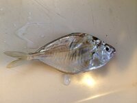 この魚はなんですか 今日サビキ釣りでいっぱい釣れたんですけど食 Yahoo 知恵袋