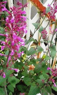 あざやかなピンク色の花の名前 のうぜんかつらのような感じで咲いてい Yahoo 知恵袋