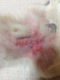 膿皮症 病院のでは膿皮症かアレルギーだといわれ 薬をもらいましたが悪化してい Yahoo 知恵袋