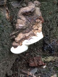 キノコに詳しい方教えてください 桜の木に生えてきたのですが何の種類 Yahoo 知恵袋