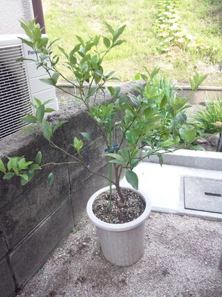 きんかんの鉢植えです 花も咲かないし 実もなりません 植え替えは今年 Yahoo 知恵袋