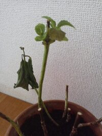 アジサイの鉢植えが枯れそうです なんとか復活させたいです どうしたら Yahoo 知恵袋