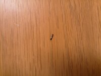 この虫の正体は 家の中に 黒い5mmくらいの細長い虫がたくさんいます シルバーぽ 教えて 住まいの先生 Yahoo 不動産