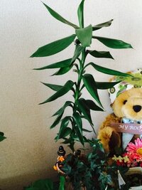 昔に買った観葉植物なんですが 名前が分からず剪定方法が分かりません 縦に40 Yahoo 知恵袋