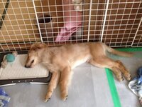 もうすぐ5ヶ月のゴールデンレトリバーを飼っています クルマに乗せ 外 Yahoo 知恵袋