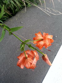 この花は何と言う花なんでしょう オレンジに黒の水玉 それに茎にある黒 Yahoo 知恵袋