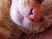 茶トラ猫 1歳雄 ちゃんの鼻に黒い斑点 点は平面で鼻は潤っている が Yahoo 知恵袋