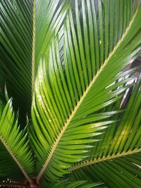ソテツの土の作り方を教えて下さい 植え替えをしたいので よろしくお願いし Yahoo 知恵袋