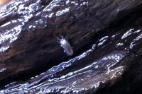 水槽内の流木をどけると白く透明な虫がいました この虫は なんと言う虫で水槽に入 Yahoo 知恵袋