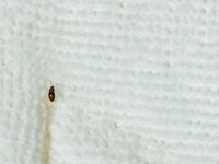 これは ゴキブリ幼虫 別の方が似たような虫をシバンムシと言っていました こちらは 教えて 住まいの先生 Yahoo 不動産