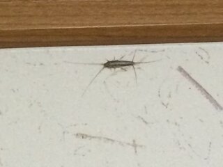 この虫はなんですか かなりキモいです 紙魚 シミ といいます Yahoo 知恵袋