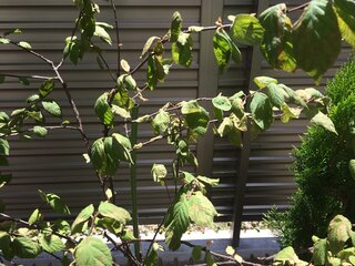 ユスラウメの育て方質問です 約一週間前に購入し 庭に植え替えたのですが 葉が元 Yahoo 知恵袋