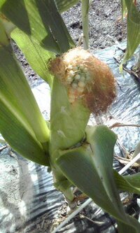 とうもろこしの実の先端が むきだしになるのは 何が原因でしょうか 生育は順調 Yahoo 知恵袋