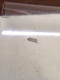 この虫は何ですか 2mm白い 頭部は茶色 ケツも茶色 全体に体毛がある ベッド Yahoo 知恵袋