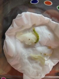 尺取り虫の餌は何ですか 樹木に居た尺取虫は 基本的にその木の葉っぱを食 Yahoo 知恵袋