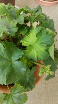 鉢植えのゼラニウムの葉が 黄ばんで枯れます 夏 日当たり Yahoo 知恵袋