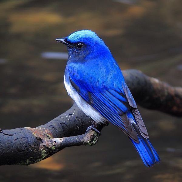 この野鳥の名前を教えてください！ - 「青い鳥」と検索すると、とても