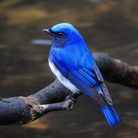この野鳥の名前を教えてください 青い鳥 と検索すると とても綺麗な鳥が Yahoo 知恵袋