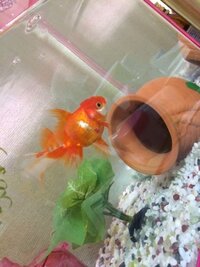 金魚に赤い出来物のようなものができてます 最近金魚を飼い始めたのです Yahoo 知恵袋