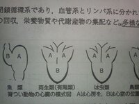 教えて下さい M M 魚類と両生類の心臓の構造上の違いは循環系の違い Yahoo 知恵袋