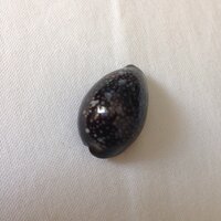 海の生物の イカ ですが 漢字ではどのように書くのでしょうか Yahoo 知恵袋