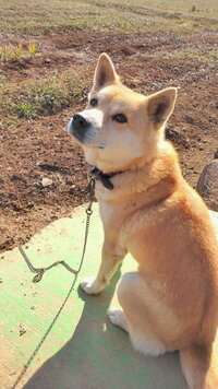 我が家の犬は雑種なのですが 犬種はなにが混ざっているのでしょうか 子犬の時は耳 Yahoo 知恵袋