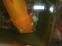 金魚の頭部に赤い内出血のようなものがあるのですが 先ほ Yahoo 知恵袋