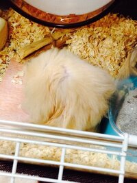 毛づくろい うちの犬は子犬の時から前足２本を使って 猫のように顔を洗いま Yahoo 知恵袋