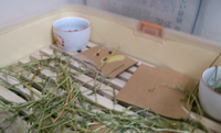 飼ったばかりのうさぎが糞と一緒に黄色い液体みたいなのを出したのですが大丈夫なんですかね？ おしっことは違うように見えるし...