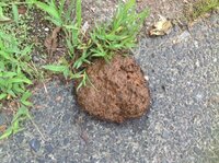 これは熊のふんでしょうか 家の裏の道沿いにあったフンです 見たこと Yahoo 知恵袋
