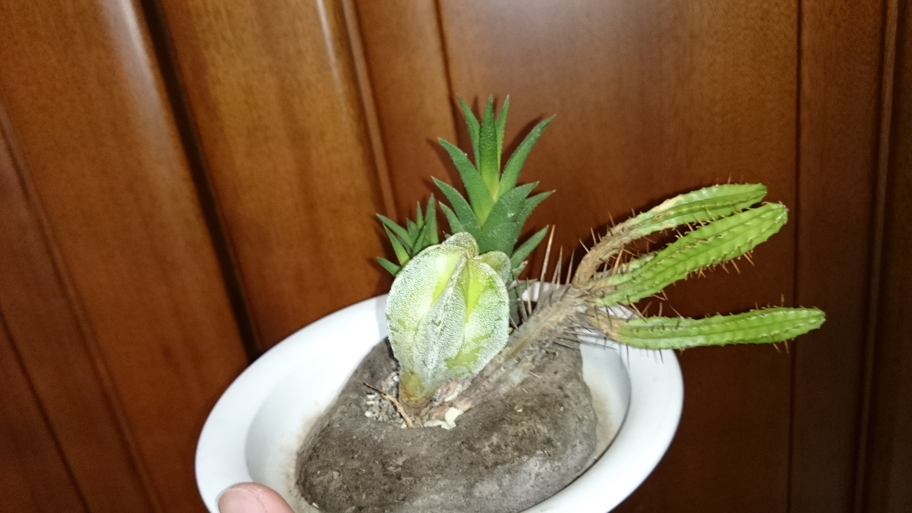 この間購入したサボテンが今日ひなたにおいておいたらこうなってました サボテンーひなたさん確認