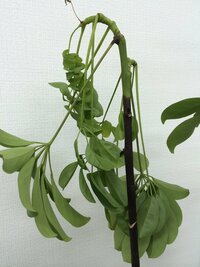 カポック シェフレラ という植物です この1ヶ月くらいで 根元のほ Yahoo 知恵袋