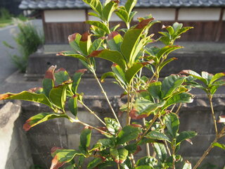 キンモクセイの葉が なぜか茶色に 今春に植えたキンモクセイの苗木が Yahoo 知恵袋