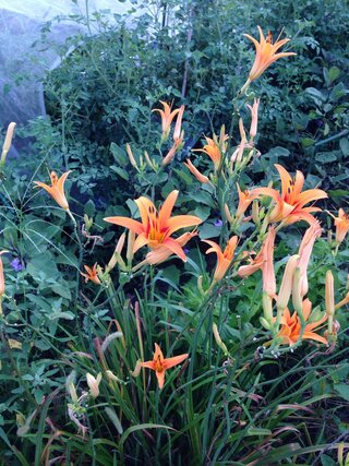 このオレンジの花の名前を教えてください ユリ科の宿根草日光キスゲで 花の色 Yahoo 知恵袋