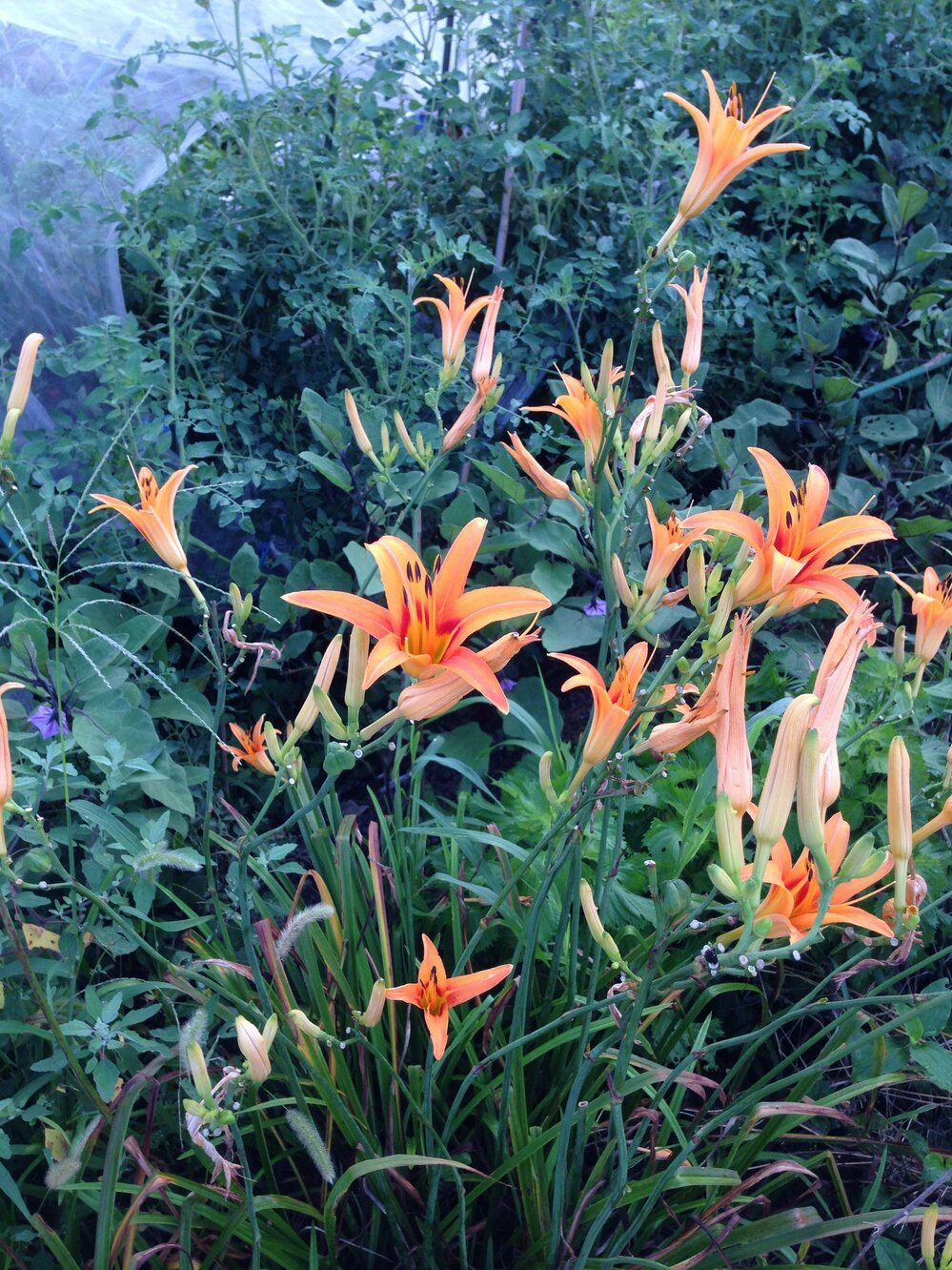 このオレンジの花の名前を教えてください - ユリ科の宿根草日光キスゲ 